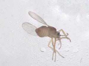  ( - CBG-B23047-D12)  @11 [ ] CreativeCommons - Attribution Share - Alike (2025) Centre for Biodiversity Genomics Centre for Biodiversity Genomics