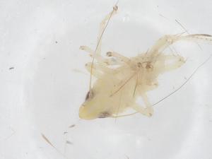  ( - CBG-B23164-E07)  @11 [ ] CreativeCommons - Attribution Share - Alike (2025) Centre for Biodiversity Genomics Centre for Biodiversity Genomics