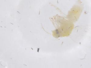  ( - CBG-B23195-C05)  @11 [ ] CreativeCommons - Attribution Share - Alike (2025) Centre for Biodiversity Genomics Centre for Biodiversity Genomics