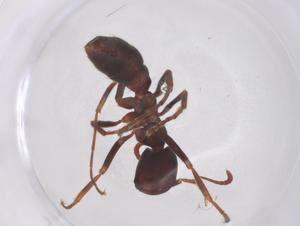  ( - CBG-B23196-A02)  @11 [ ] CreativeCommons - Attribution Share - Alike (2025) Centre for Biodiversity Genomics Centre for Biodiversity Genomics