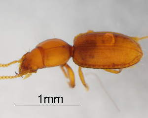  (Antireicheia lindrothi kubusiensis - CNCCOLVG00008619)  @12 [ ] Copyright (2015) Vasily Grebennikov CFIA