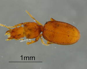  (Typhloreicheia belloi - CNCCOLVG00008689)  @12 [ ] Copyright (2015) Vasily Grebennikov CFIA
