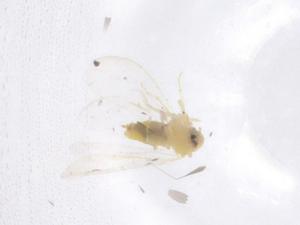  ( - CBG-B07495-H08)  @11 [ ] CreativeCommons - Attribution Share - Alike (2025) Centre for Biodiversity Genomics Centre for Biodiversity Genomics