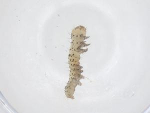  ( - CBG-B20651-E04)  @11 [ ] CreativeCommons - Attribution Share - Alike (2025) Centre for Biodiversity Genomics Centre for Biodiversity Genomics