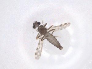  ( - CBG-B20805-G02)  @11 [ ] CreativeCommons - Attribution Share - Alike (2025) Centre for Biodiversity Genomics Centre for Biodiversity Genomics