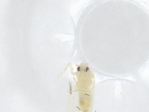  ( - CBG-B20807-E08)  @11 [ ] CreativeCommons - Attribution Share - Alike (2025) Centre for Biodiversity Genomics Centre for Biodiversity Genomics