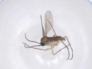  (Bradysia bishopi - CBG-B20808-D03)  @11 [ ] CreativeCommons - Attribution Share - Alike (2025) Centre for Biodiversity Genomics Centre for Biodiversity Genomics