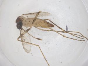  (Mimomyia mediolineata - CBG-B07660-A10)  @11 [ ] CreativeCommons - Attribution Share - Alike (2025) Centre for Biodiversity Genomics Centre for Biodiversity Genomics