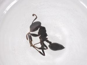  ( - CBG-B05758-F02)  @11 [ ] CreativeCommons - Attribution Share - Alike (2026) Centre for Biodiversity Genomics Centre for Biodiversity Genomics