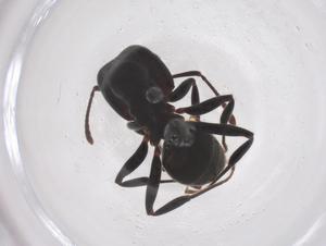  ( - CBG-B05758-F03)  @11 [ ] CreativeCommons - Attribution Share - Alike (2026) Centre for Biodiversity Genomics Centre for Biodiversity Genomics