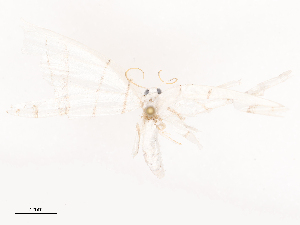  ( - CBG-B14787-E01)  @11 [ ] CreativeCommons - Attribution Share - Alike (2025) CBG Photography Group Centre for Biodiversity Genomics
