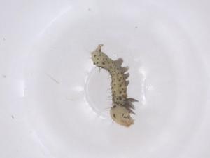  ( - CBG-B22872-D05)  @11 [ ] CreativeCommons - Attribution Share - Alike (2025) Centre for Biodiversity Genomics Centre for Biodiversity Genomics