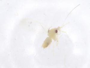  ( - CBG-B22906-G01)  @11 [ ] CreativeCommons - Attribution Share - Alike (2025) Centre for Biodiversity Genomics Centre for Biodiversity Genomics