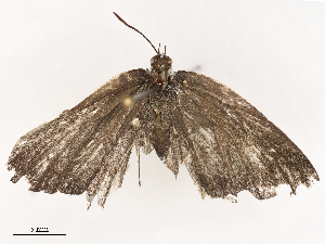  ( - CBG-B22919-A08)  @11 [ ] CreativeCommons - Attribution Share - Alike (2025) CBG Photography Group Centre for Biodiversity Genomics