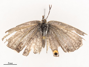  ( - CBG-B22919-B03)  @11 [ ] CreativeCommons - Attribution Share - Alike (2025) CBG Photography Group Centre for Biodiversity Genomics