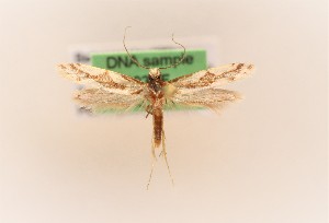  ( - 0003PF)  @11 [ ] CreativeCommons - Attribution Non-Commercial Share-Alike (2018) Per Falck Zoologisk Museum, Copenhagen