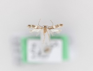  ( - 0024PF)  @11 [ ] CreativeCommons - Attribution Non-Commercial Share-Alike (2018) Per Falck Zoologisk Museum, Copenhagen