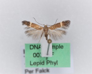  (Aproaerema anthylidella - 0075PF)  @11 [ ] CreativeCommons - Attribution Non-Commercial Share-Alike (2018) Per Falck Zoologisk Museum, Copenhagen