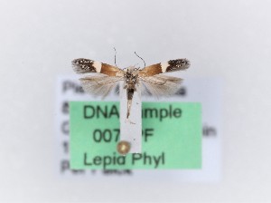  ( - 0076PF)  @11 [ ] CreativeCommons - Attribution Non-Commercial Share-Alike (2018) Per Falck Zoologisk Museum, Copenhagen