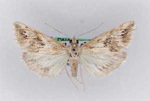  ( - 0093PF)  @11 [ ] CreativeCommons - Attribution Non-Commercial Share-Alike (2018) Per Falck Zoologisk Museum, Copenhagen