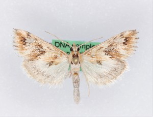  ( - 0094PF)  @11 [ ] CreativeCommons - Attribution Non-Commercial Share-Alike (2018) Per Falck Zoologisk Museum, Copenhagen