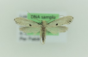  ( - 0100PF)  @11 [ ] CreativeCommons - Attribution Non-Commercial Share-Alike (2018) Per Falck Zoologisk Museum Copenhagen