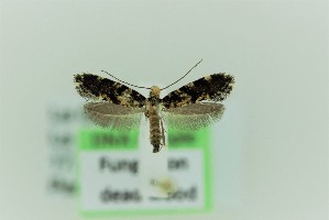  (Infurcitinea canaricola - 0101PF)  @11 [ ] CreativeCommons - Attribution Non-Commercial Share-Alike (2018) Per Falck Zoologisk Museum Copenhagen