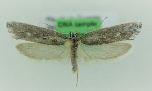  ( - 0169PF)  @11 [ ] CreativeCommons - Attribution Non-Commercial Share-Alike (2018) Per Falck Zoologisk Museum Copenhagen