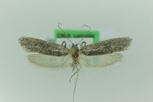  ( - 0170PF)  @11 [ ] CreativeCommons - Attribution Non-Commercial Share-Alike (2018) Per Falck Zoologisk Museum Copenhagen