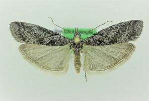  (Acrobasis klimeschi - 0191PF)  @11 [ ] CreativeCommons - Attribution Non-Commercial Share-Alike (2018) Per Falck Zoologisk Museum Copenhagen