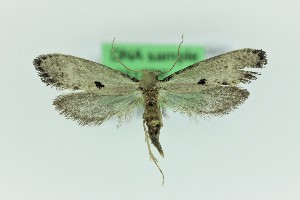  ( - 0213PF)  @11 [ ] CreativeCommons - Attribution Non-Commercial Share-Alike (2018) Per Falck Zoologisk Museum