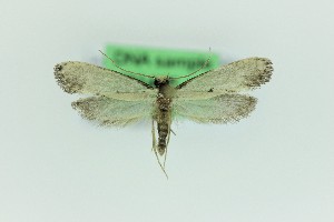  ( - 0214PF)  @11 [ ] CreativeCommons - Attribution Non-Commercial Share-Alike (2018) Per Falck Zoologisk Museum