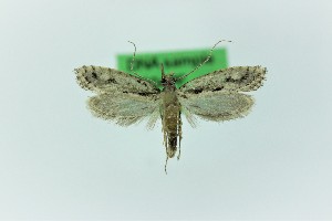  (Rhodobates - 0304PF)  @11 [ ] CreativeCommons - Attribution Non-Commercial Share-Alike (2018) Per Falck Zoological Museum Copenhagen