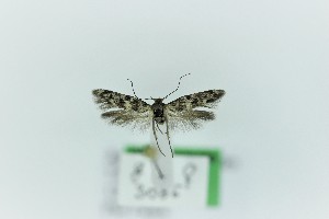  ( - 0382PF)  @11 [ ] CreativeCommons - Attribution Non-Commercial Share-Alike (2018) Per Falck Zoological Museum Copenhagen