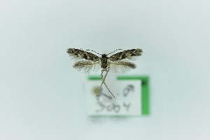  ( - 0383PF)  @11 [ ] CreativeCommons - Attribution Non-Commercial Share-Alike (2018) Per Falck Zoological Museum Copenhagen