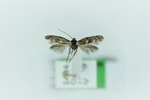  (Scythris aronaella - 0384PF)  @11 [ ] CreativeCommons - Attribution Non-Commercial Share-Alike (2018) Per Falck Zoological Museum Copenhagen