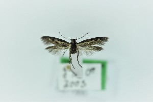  (Scythris ochrelinella - 0397PF)  @11 [ ] CreativeCommons - Attribution Non-Commercial Share-Alike (2018) Per Falck Zoological Museum Copenhagen