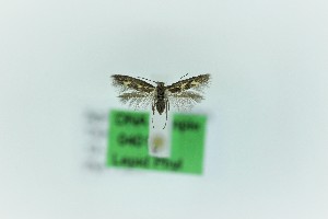  (Scythris solisella - 0401PF)  @11 [ ] CreativeCommons - Attribution Non-Commercial Share-Alike (2018) Per Falck Zoological Museum Copenhagen