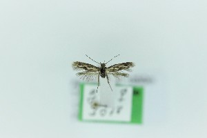  ( - 0404PF)  @11 [ ] CreativeCommons - Attribution Non-Commercial Share-Alike (2018) Per Falck Zoological Museum Copenhagen