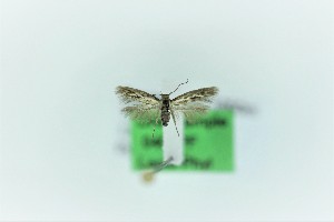  (Scythris linealbella - 0405PF)  @11 [ ] CreativeCommons - Attribution Non-Commercial Share-Alike (2018) Per Falck Zoological Museum Copenhagen