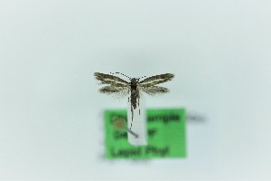  ( - 0406PF)  @11 [ ] CreativeCommons - Attribution Non-Commercial Share-Alike (2018) Per Falck Zoological Museum Copenhagen