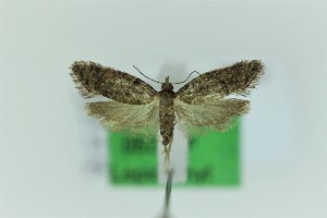  (Lopharcha constanti - 0528PF)  @11 [ ] CreativeCommons - Attribution Non-Commercial Share-Alike (2018) Per Falck Zoological Museum Copenhagen