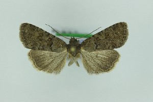  ( - 0578PF)  @11 [ ] by-nc-sa (2018) Per Falck Zoologisk Museum Copenhagen