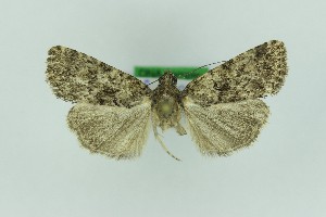  (Nyctobrya pinkeri - 0579PF)  @11 [ ] by-nc-sa (2018) Per Falck Zoologisk Museum Copenhagen