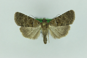  ( - 0580PF)  @11 [ ] by-nc-sa (2018) Per Falck Zoologisk Museum Copenhagen