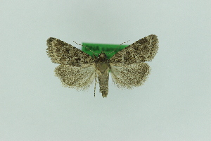  (Nyctobrya simonyi - 0585PF)  @11 [ ] by-nc-sa (2018) Per Falck Zoologisk Museum Copenhagen