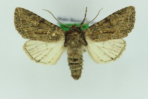  ( - 0596PF)  @11 [ ] by-nc-sa (2018) Per Falck Zoologisk Museum Copenhagen