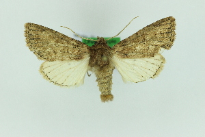  (Mniotype loslobensis - 0597PF)  @11 [ ] by-nc-sa (2018) Per Falck Zoologisk Museum Copenhagen