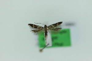  (Aproaerema angustumella - 0666PF)  @11 [ ] by-nc-sa (2018) Per Falck Zoologisk Museum Copenhagen