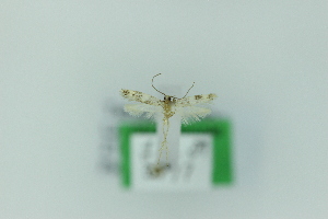  ( - 0674PF)  @11 [ ] by-nc-sa (2018) Per Falck Zoologisk Museum Copenhagen